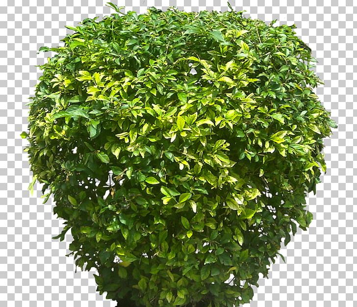 Golden Dewdrop Shrub Tree Plectranthus Scutellarioides Hedge PNG, Clipart, Dewdrop, Duranta, Evergreen, Golden, Golden Dewdrop Free PNG Download