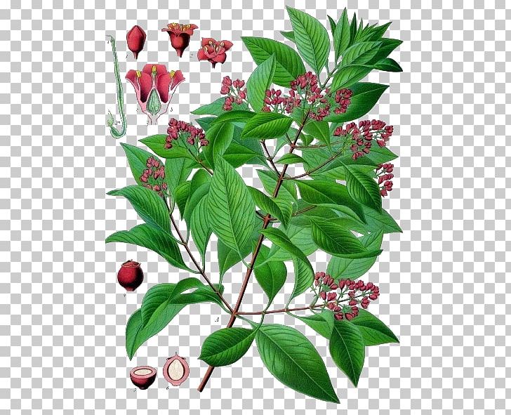 Indian Sandalwood Ayurveda Tree PNG, Clipart, Album, Ayurveda, Branch, Chinese Chastetree, Cinnamomum Verum Free PNG Download
