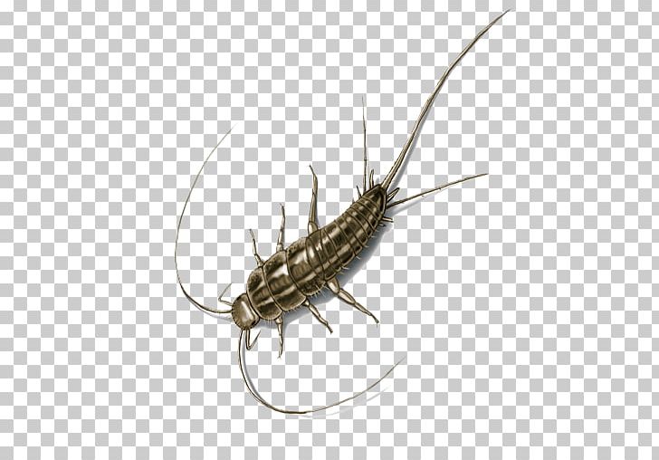 Insect Silverfish Pest Control House Centipede PNG, Clipart, Animals, Animal Source Foods, Bed Bug, Bed Bug Control Techniques, Centipedes Free PNG Download