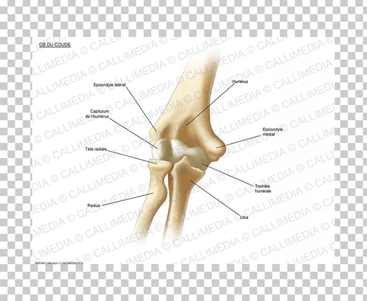 Thumb Elbow Bone Human Anatomy PNG, Clipart, Anatomy, Angle, Appareil Digestif, Arm, Bone Free PNG Download