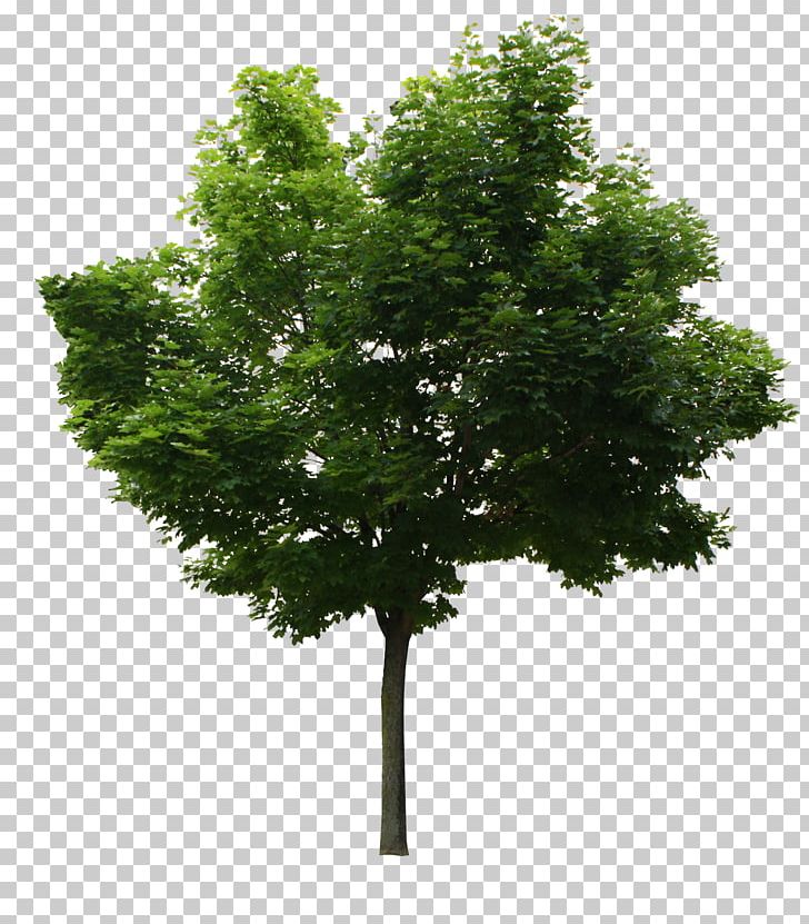 Tree PNG, Clipart, Branch, Download, Evergreen, Leaf, Magic Number Free PNG Download