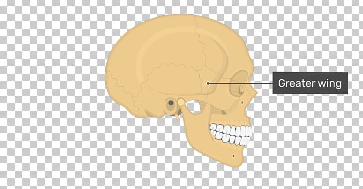 Ear Nasal Bone Skull Anatomy PNG, Clipart, Anatomy, Atlas, Axial Skeleton, Bone, Ear Free PNG Download