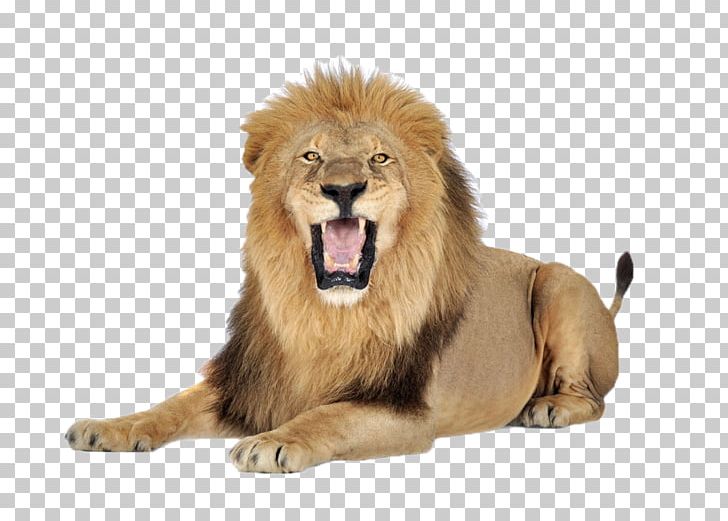 Lion Felidae PNG, Clipart, Animals, Big Cat, Big Cats, Carnivoran, Cat Free PNG Download