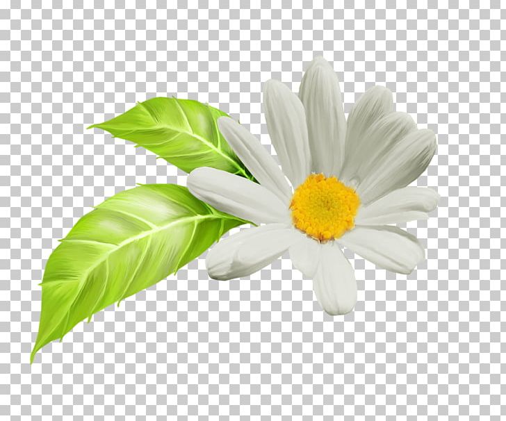 Oxeye Daisy Petal PNG, Clipart, Daisy, Daisy Family, Flower, Flowering Plant, Others Free PNG Download