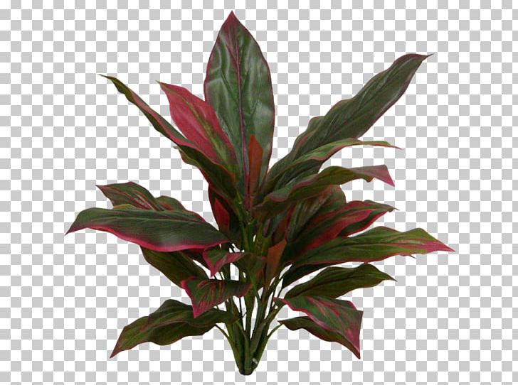 Ti Leaf Plant Stem New Zealand Cabbage Tree Evergreen PNG, Clipart, Cordyline, Evergreen, Flower Bouquet, Flowerpot, Herb Free PNG Download