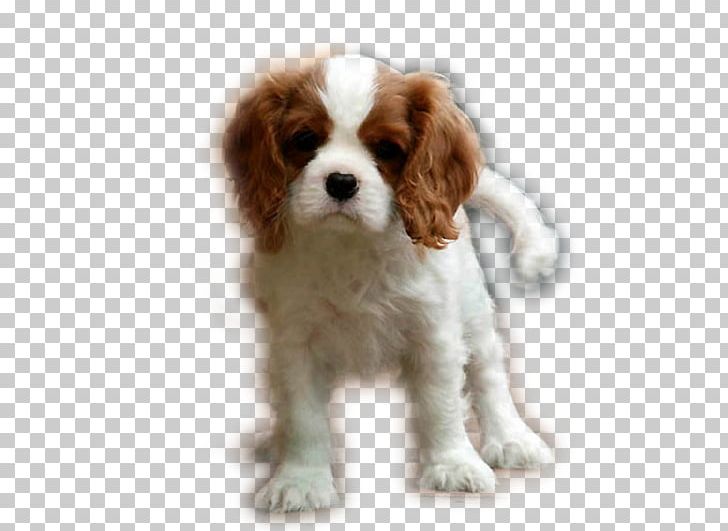 Cavalier King Charles Spaniel Puppy Cavapoo Dog Breed PNG, Clipart, Animals, Blenheim, Breed, Carnivoran, Cavachon Free PNG Download