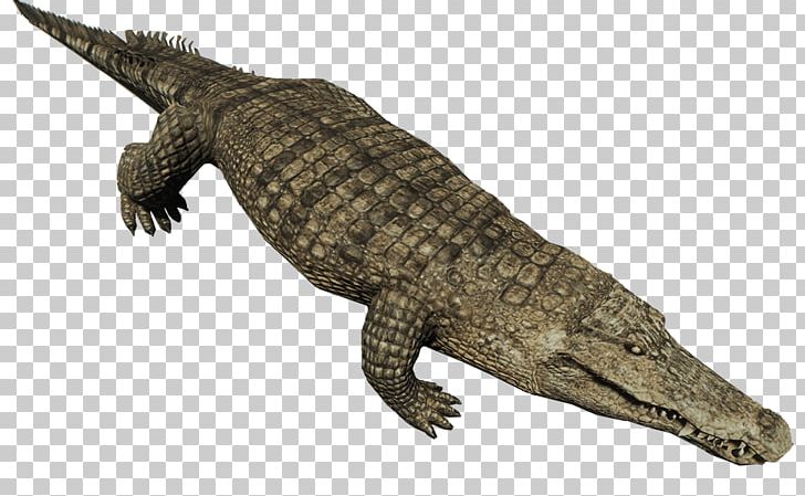 Crocodiles Nile Crocodile American Alligator Animal PNG, Clipart, Alligator, American Alligator, Animal, Animals, Crocodile Free PNG Download