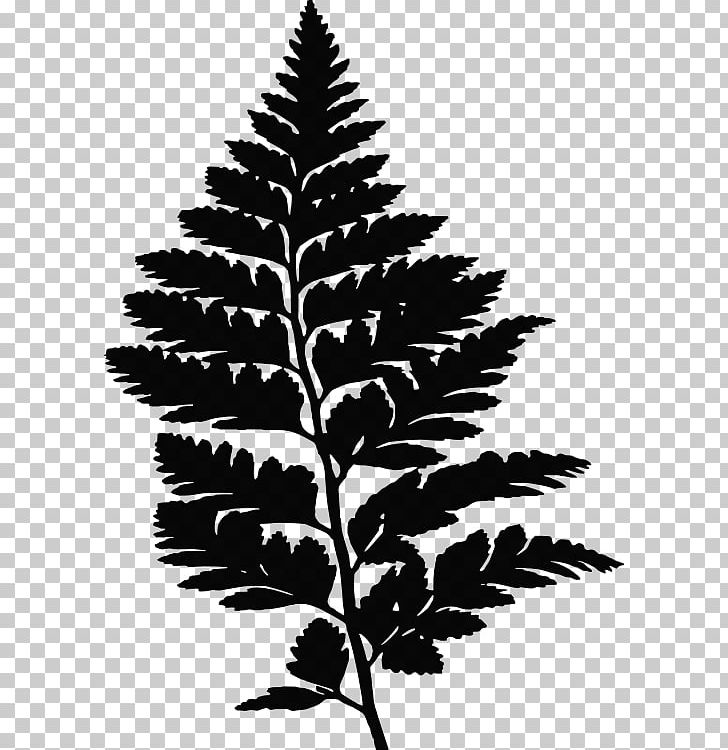 Fern Leaf Frond Evergreen PNG, Clipart, Black And White, Branch, Clipart, Conifers, Drawing Free PNG Download
