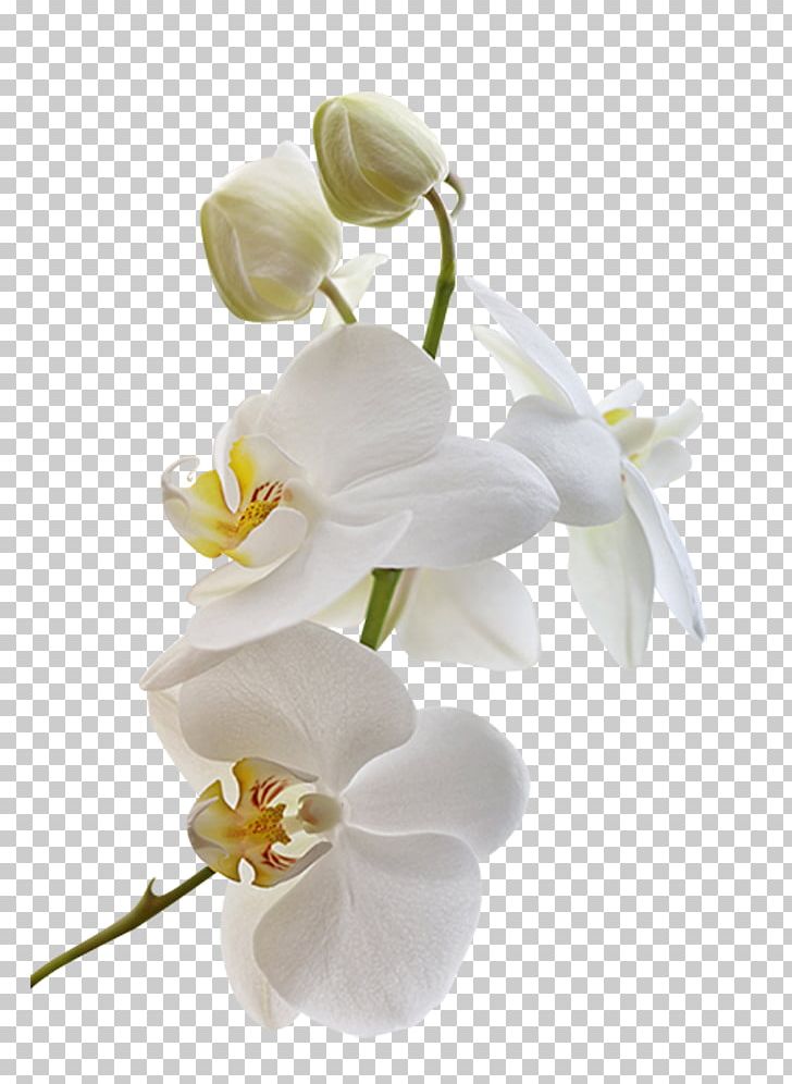 Orchids Flower Blog PNG, Clipart, Art, Blossom, Cicek, Cicek Resimleri, Cut Flowers Free PNG Download