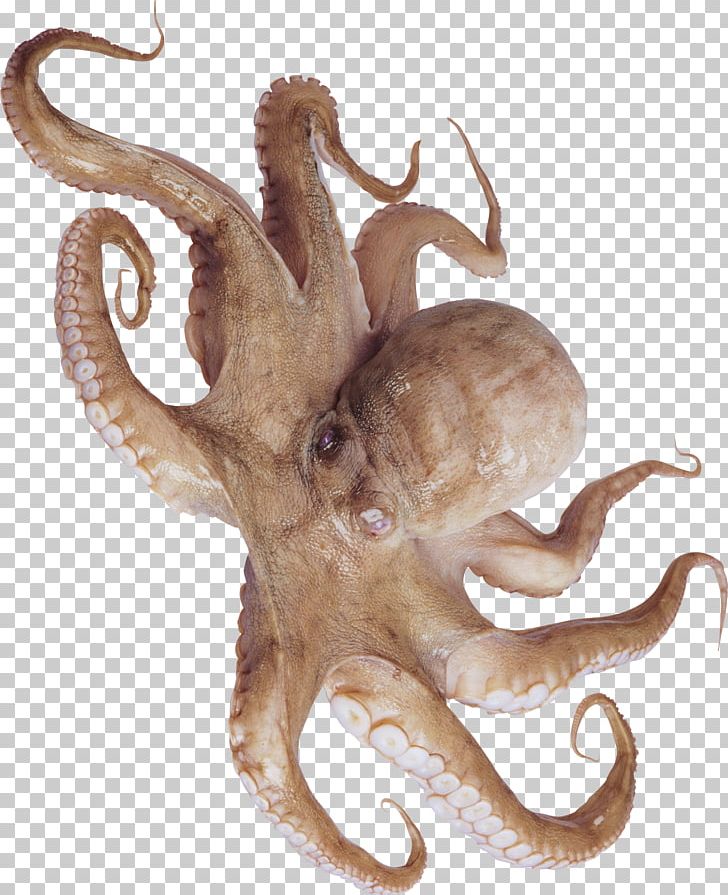 Typical Octopuses Squid Cuttlefishes Cephalopod PNG, Clipart, Amphioctopus Fangsiao, Caribbean Reef Octopus, Cephalopod, Common Octopus, Deep Sea Creature Free PNG Download