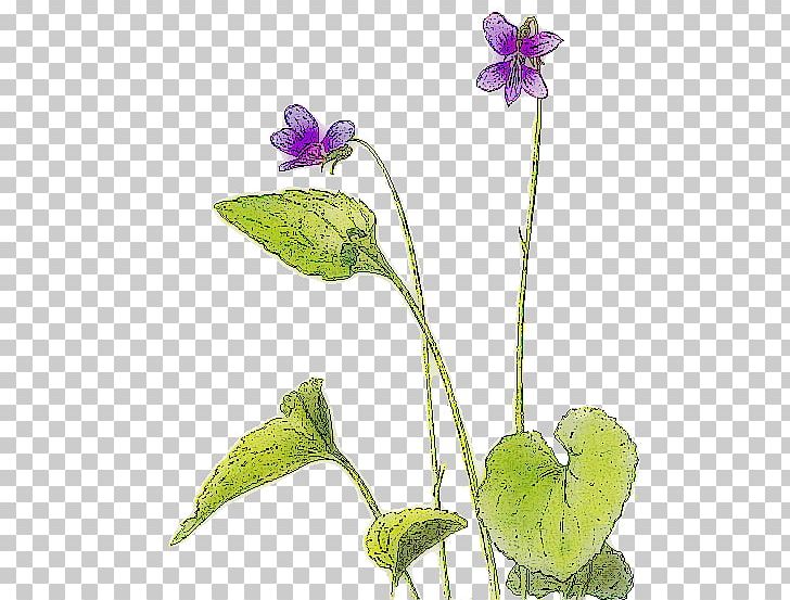 Violet PNG, Clipart, Clip Art, Download, Flora, Floral Design, Flower Free PNG Download