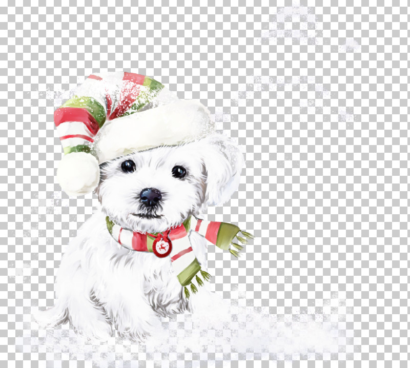 Dog White Maltese Bichon Bichon Frisé PNG, Clipart, Bichon, Bolognese, Companion Dog, Dog, Dog Clothes Free PNG Download