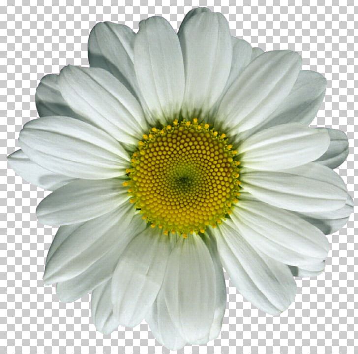 Common Daisy Flower Oxeye Daisy PNG, Clipart, Annual Plant, Argyranthemum Frutescens, Aster, Chrysanths, Common Daisy Free PNG Download