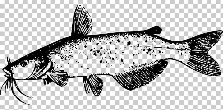 Line Art Drawing Catfish PNG, Clipart, Artwork, Black And White, Catfish, Catfishing, Download Free PNG Download