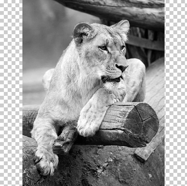Lion Tiger Pelican Photography Wildlife PNG, Clipart, Animal, Animals, Art, Big Cat, Big Cats Free PNG Download