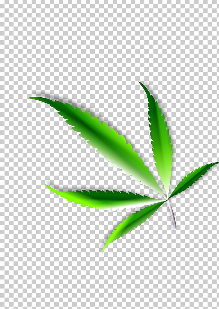 Medical Cannabis Leaf Hemp PNG, Clipart, Cannabinoid, Cannabis, Cannabis Consumption, Cannabis Sativa, Cannabis Smoking Free PNG Download