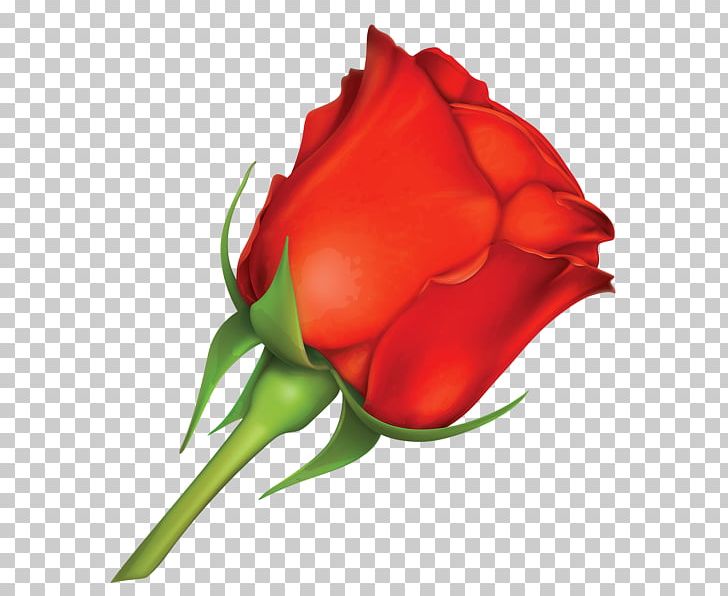 Rose Valentine's Day Greeting & Note Cards PNG, Clipart, Bud, Closeup, Cut Flowers, Encapsulated Postscript, Floribunda Free PNG Download