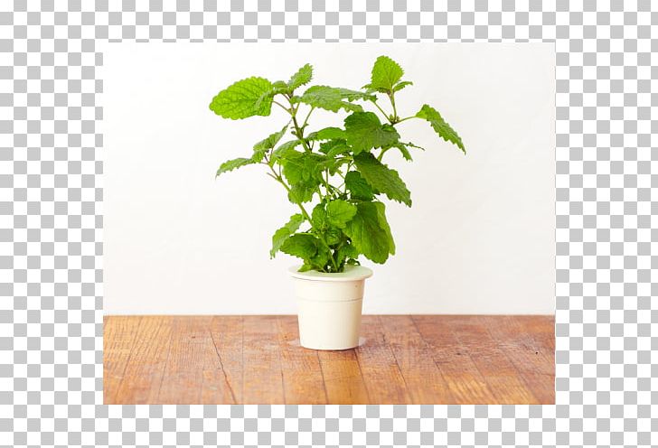 Herb Garden Lemon Balm Jardín De Hierbas Plant PNG, Clipart, Allspice, Balm, Basil, Click Grow, Flower Box Free PNG Download