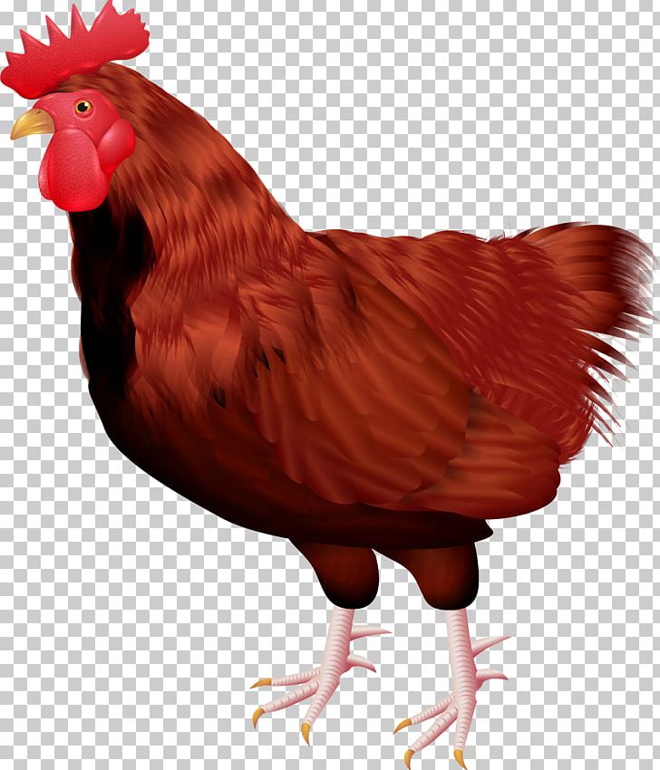 Rooster Chicken Bird Feather PNG, Clipart, Animal, Animals, Beak, Big Cock,  Black Cock Free PNG Download