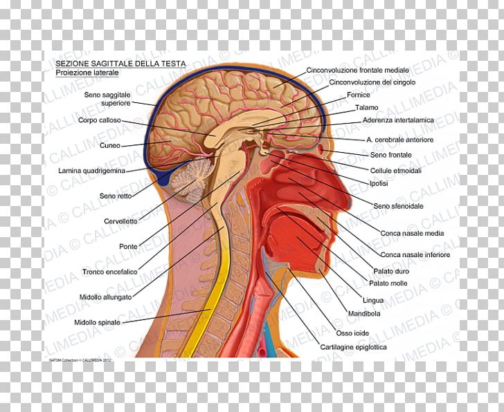 Sagittal Plane Anatomy Brain Head Skull PNG, Clipart, Cingulate Cortex, Coronal Plane, Corpus Callosum, Cuneus, Diagram Free PNG Download