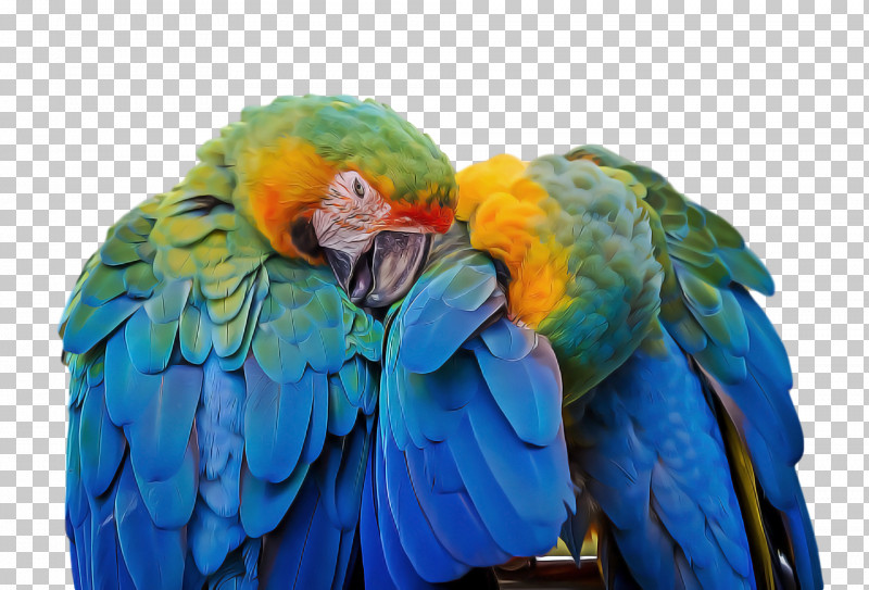 Lovebird PNG, Clipart, Adain, Beak, Birds, Budgerigar, Companion Parrot Free PNG Download