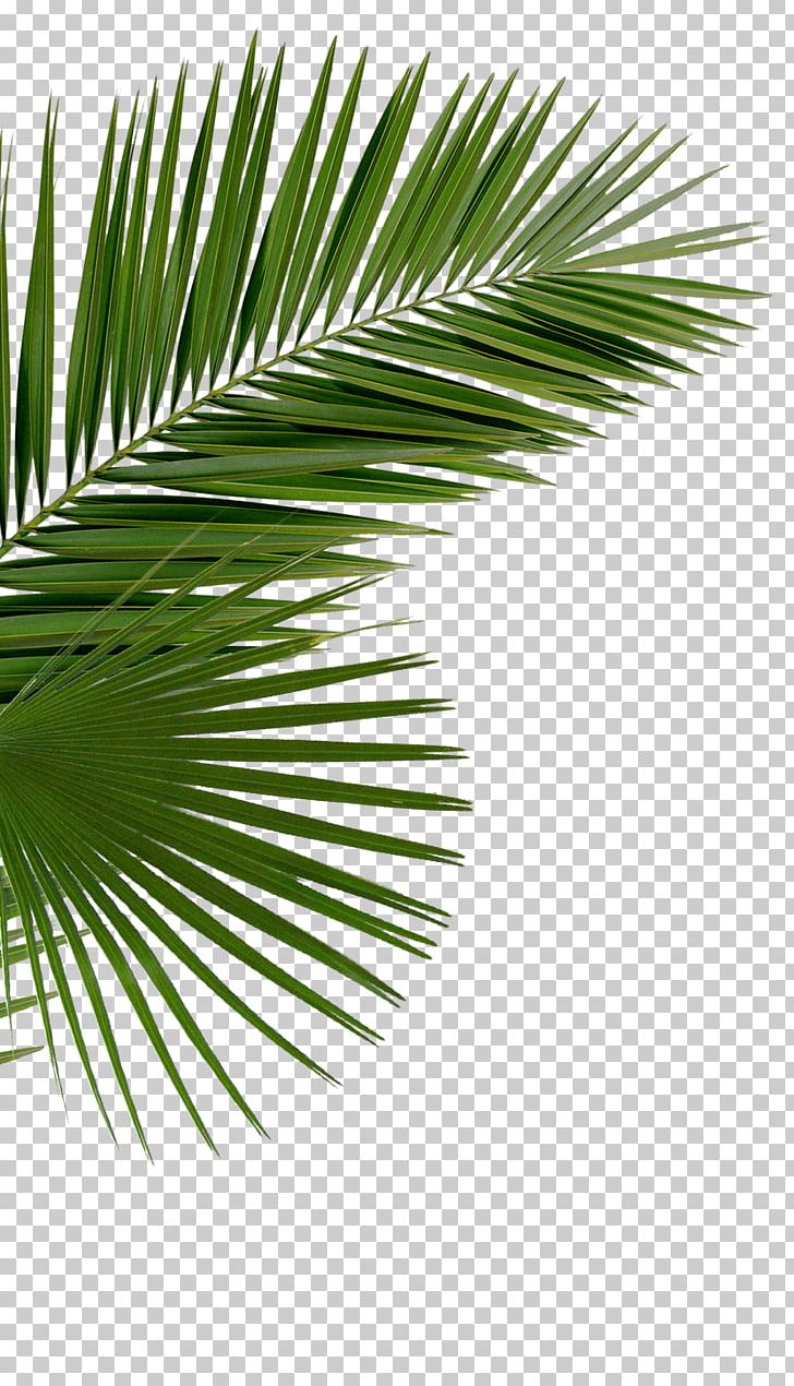 Asian Palmyra Palm Arecaceae Saw Palmetto Palm Branch Palm-leaf Manuscript PNG, Clipart, Arecaceae, Arecales, Asian Palmyra Palm, Borassus, Borassus Flabellifer Free PNG Download