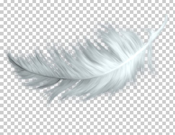 Feather PNG, Clipart, Animals, Black And White, Closeup, Computer Icons, Download Free PNG Download