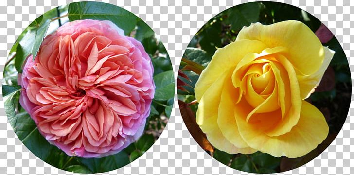 Garden Roses Cabbage Rose Floristry Cut Flowers Petal PNG, Clipart, Cut Flowers, Floristry, Flower, Flower Collage, Flowering Plant Free PNG Download