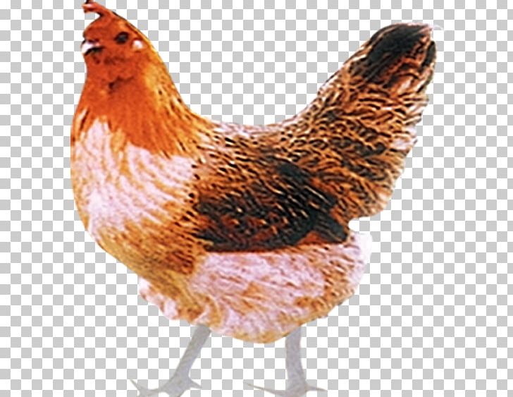 Plymouth Rock Chicken Ayam Kampong Rooster PNG, Clipart, Animal, Ayam Kampong, Barred, Bird, Chicken Free PNG Download