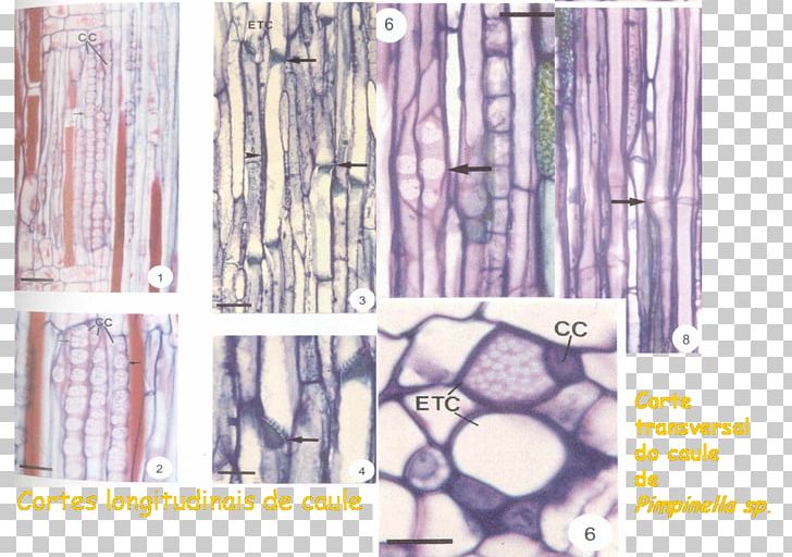 Cell Phloem Sieve Tube Element Xylem Tissue PNG, Clipart, Asteraceae, Cell, Chromosomal Translocation, Joint, Material Free PNG Download