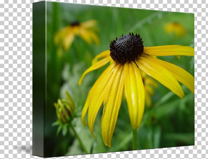 Coneflower Close-up Wildflower Pollen PNG, Clipart, Black Eyed Susan, Closeup, Coneflower, Daisy Family, Flora Free PNG Download