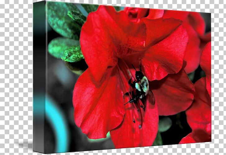 Jersey Lily Belladonna The Poppy Family Amaryllis PNG, Clipart, Amaryllis, Amaryllis Belladonna, Belladonna, Flora, Flower Free PNG Download