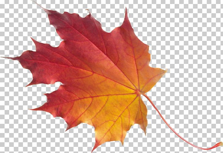 Maple Leaf Tree Norway Maple PNG, Clipart, Autumn Leaf Color, Color, Garden, Lawn, Leaf Free PNG Download