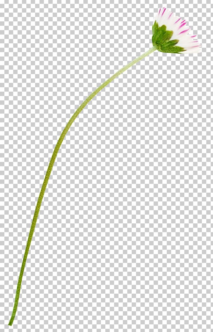 Petal Leaf Grasses Plant Stem Line PNG, Clipart, Dia, Dia De La Madre, Family, Feliz Dia, Flora Free PNG Download