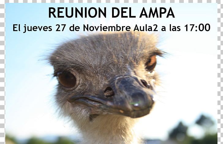 Common Ostrich Emu Beak Terrestrial Animal Snout PNG, Clipart, Animal, Beak, Bird, Common Ostrich, Emu Free PNG Download