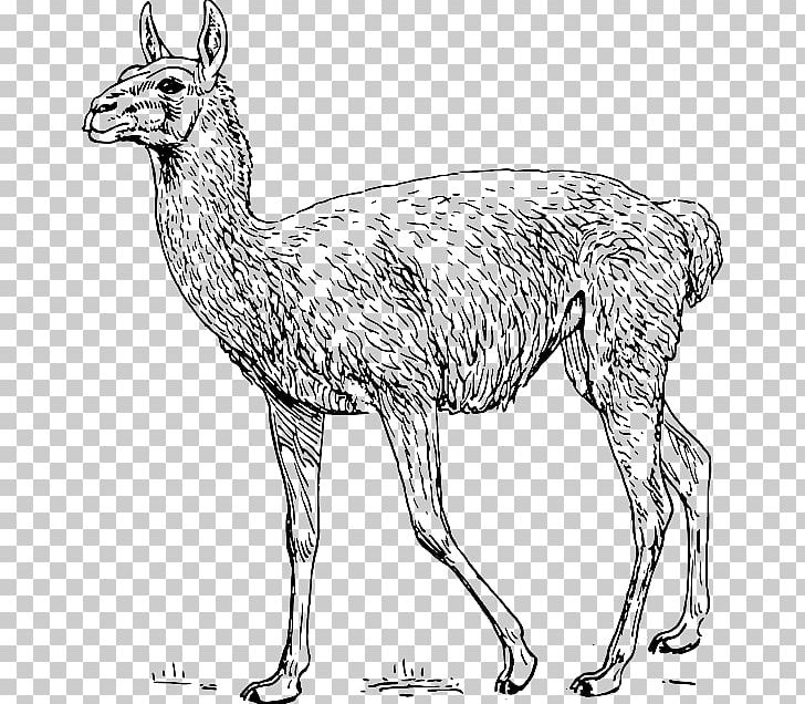 Guanaco Llama Alpaca PNG, Clipart, Animal Figure, Black And White, Camel Like Mammal, Deer, Drawing Free PNG Download