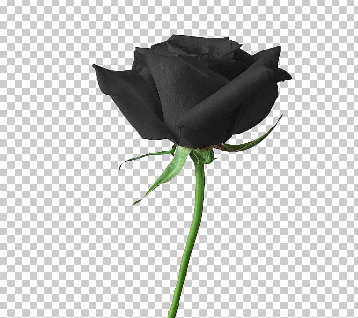 Rainbow Rose Flower Black Rose PNG, Clipart, Backgroun, Black, Black Background, Black Hair, Black White Free PNG Download