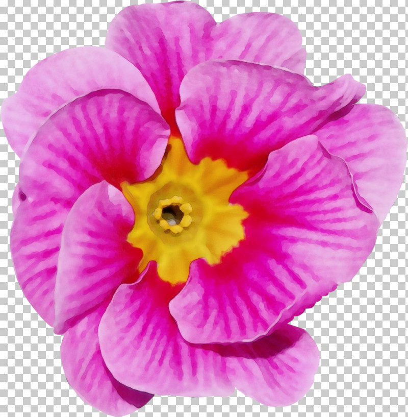 Flower Annual Plant Herbaceous Plant Petal Violaceae PNG, Clipart, Annual Plant, Biology, Flower, Herbaceous Plant, Magenta Free PNG Download