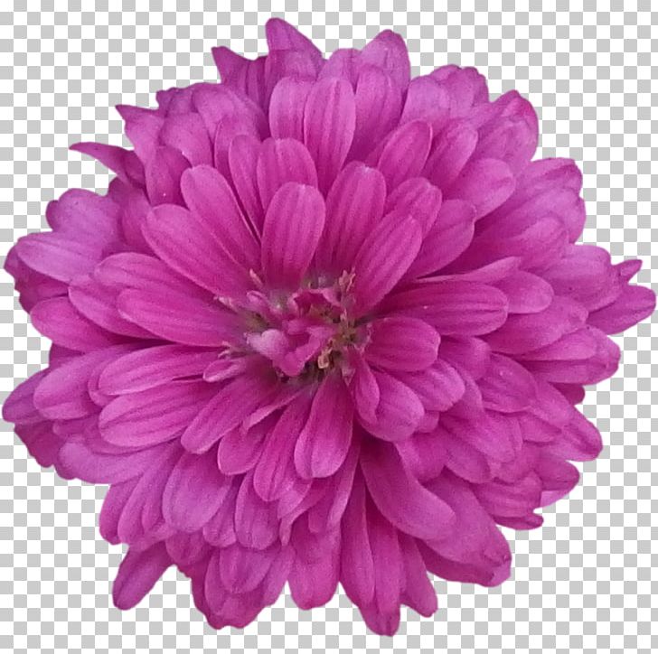 Flower Chrysanthemum Purple Stock Photography PNG, Clipart, Annual Plant, Aster, Chrysanthemum, Chrysanths, Cut Flowers Free PNG Download