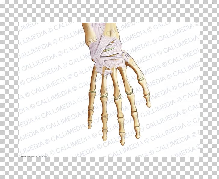 Thumb Hand Model PNG, Clipart, Arm, Finger, Hand, Hand Model, Joint Free PNG Download