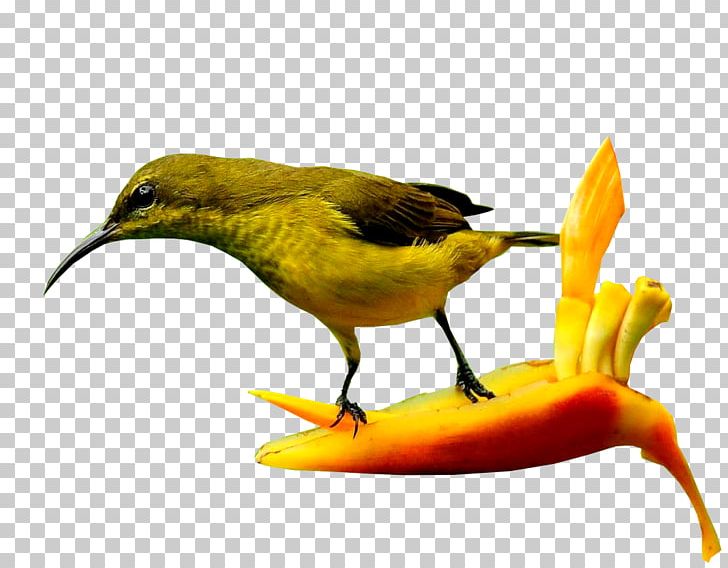 Blog Beak Bird Three-letter Acronym PNG, Clipart, Beak, Bird, Blog, Fauna, Finch Free PNG Download