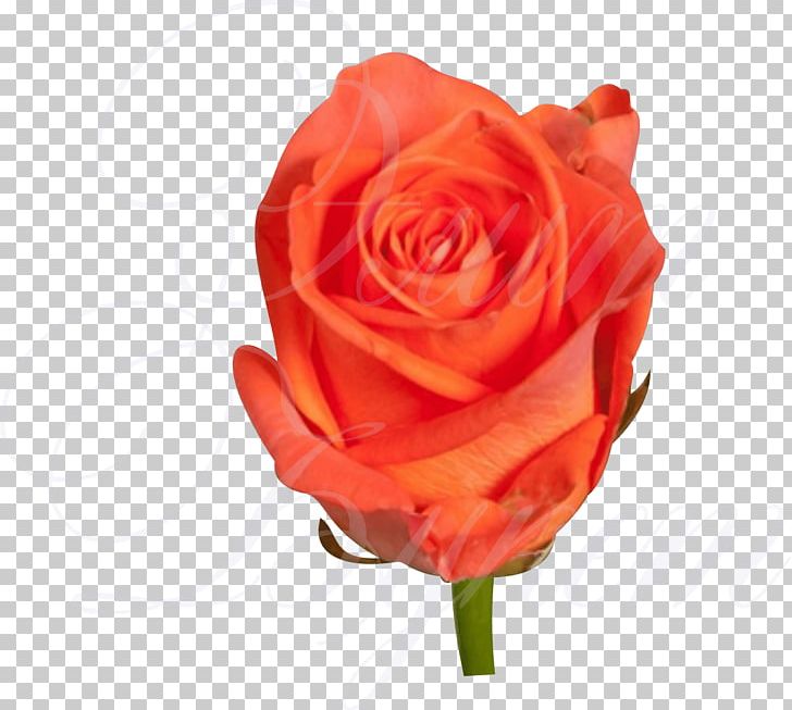 Garden Roses Uralskaya Roza Floribunda Flower Bouquet PNG, Clipart, Artificial Flower, Basket, Cultivar, Cut Flowers, Floribunda Free PNG Download