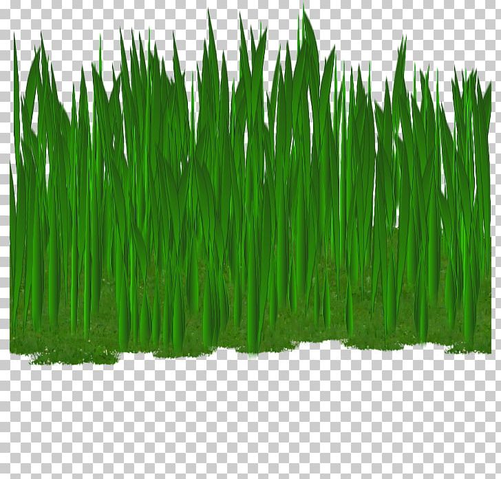 Wheatgrass Commodity Plant Stem PNG, Clipart, Commodity, Grass, Grass Family, Others, Pasto Free PNG Download