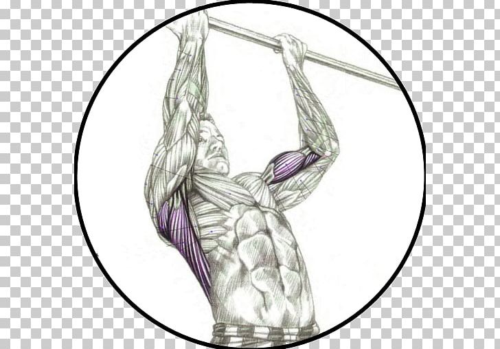 Chin-up Pull-up Muscle Exercise PNG, Clipart, Anatomy, Arm, Biceps, Chin, Chinup Free PNG Download