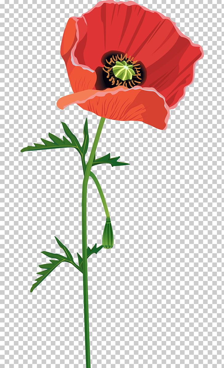 Common Poppy Red Flower PNG, Clipart, California Poppy, Cicek, Cicek Resimleri, Color, Common Poppy Free PNG Download