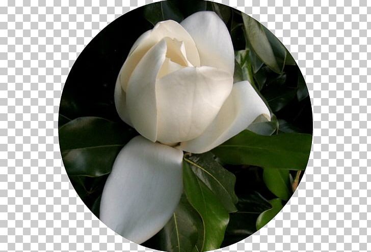 Gardenia Flowering Plant Japanese Camellia Magnoliaceae PNG, Clipart, Camellia, Family, Flower, Flowering Plant, Gardenia Free PNG Download