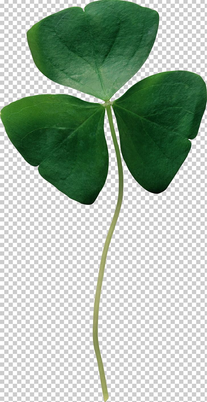 Republic Of Ireland Shamrock Four-leaf Clover Saint Patrick's Day PNG, Clipart, Clover, Flower, Flowers, Fourleaf Clover, Green Free PNG Download