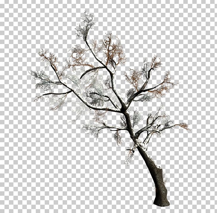 Tree Forest PNG, Clipart, Article, Black And White, Branch, Conifers, Drawing Free PNG Download