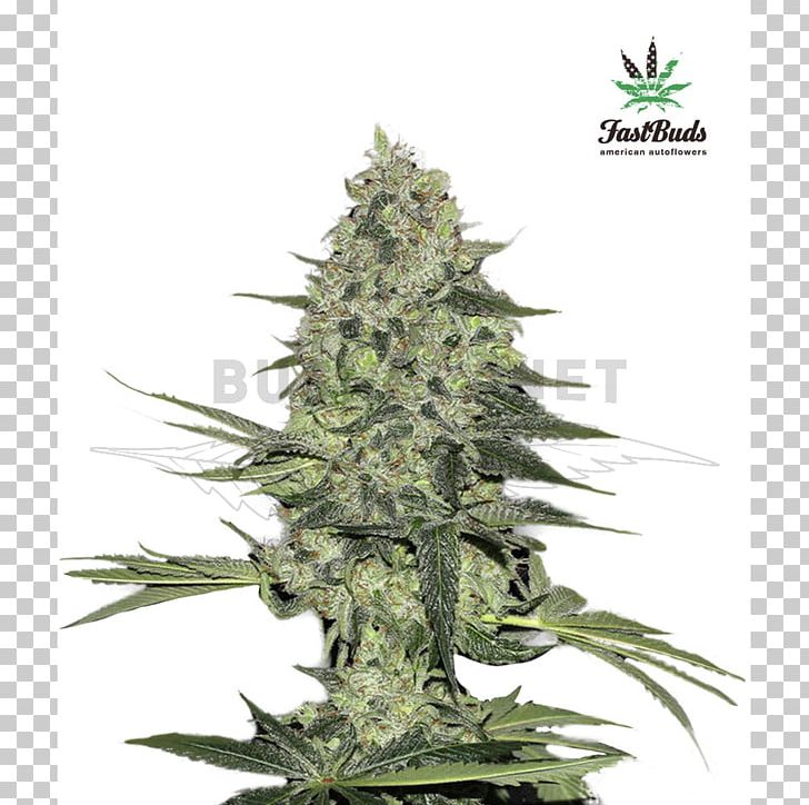 Autoflowering Cannabis Rhinoceros Seed Bank Marijuana PNG, Clipart, Autoflowering Cannabis, Bud, Business, Cannabis, Cannabis Sativa Free PNG Download