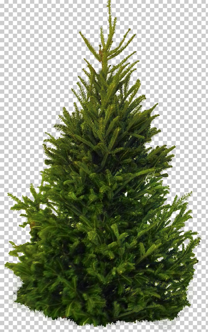 Fraser Fir Pine Balsam Fir PNG, Clipart, Artificial Christmas Tree, Balsam , Christmas, Christmas Decoration, Christmas Ornament Free PNG Download